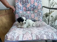 Oreo, a male Maltipoo for sale in Bakersfield, CA – 5 of 5