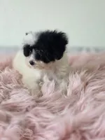 Cruella , a female Maltipoo for sale in Bakersfield, CA – 2 of 3
