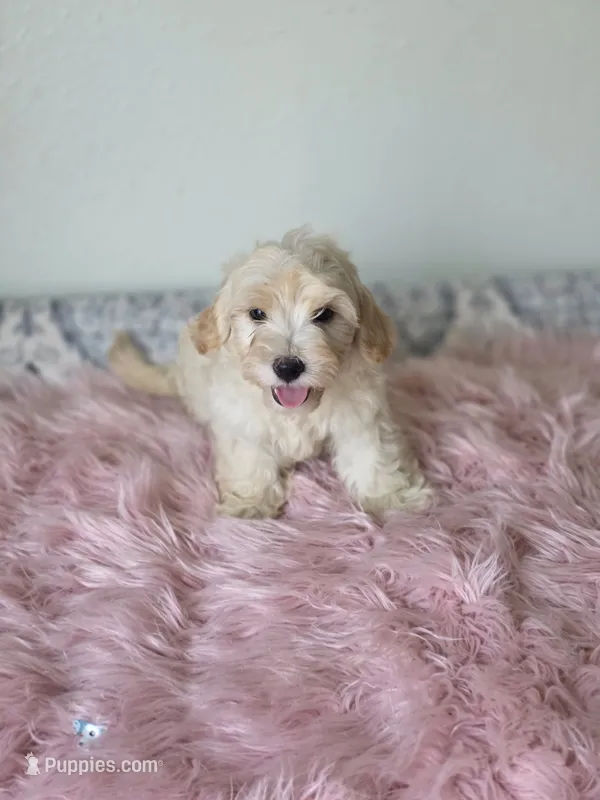 Casper  – Maltipoo puppy for sale in Bakersfield, CA