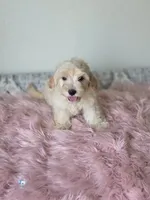 Casper , a male Maltipoo for sale in Bakersfield, CA – 1 of 3
