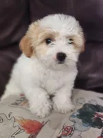Snickers, a male Maltipoo for sale in Bakersfield, CA – 1 of 2