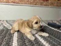 Honey , a female Maltipoo for sale in Bakersfield, CA – 4 of 4