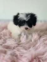 Cruella , a female Maltipoo for sale in Bakersfield, CA – 3 of 3