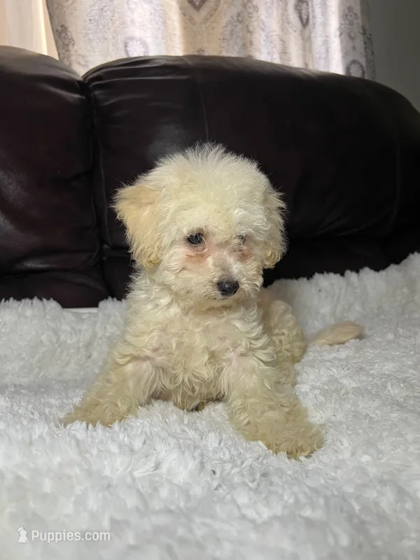 Luna  – Maltipoo puppy for sale in Bakersfield, CA