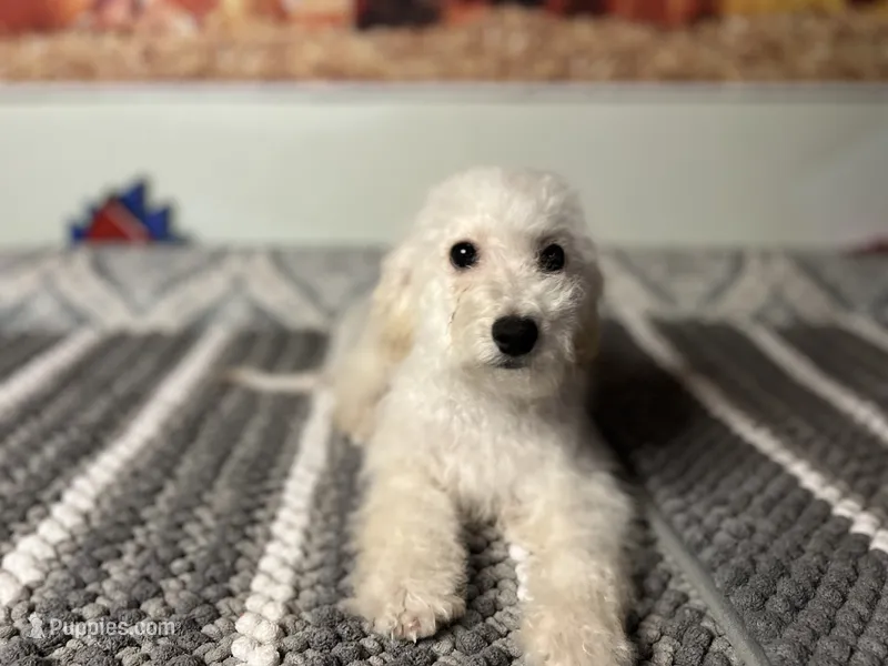 Snow  – Maltipoo puppy for sale in Bakersfield, CA