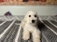 Snow , a  Maltipoo for sale in Bakersfield, CA – 1 of 3