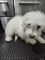 Snow , a female Maltipoo for sale in Bakersfield, CA – 2 of 2