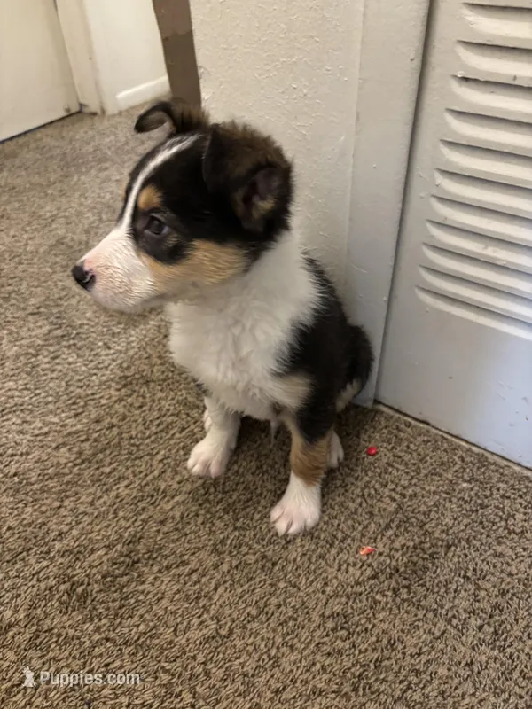 Max – Border Collie, German Shepherd Dog puppy for sale in Belleville, MI