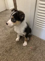 Max, a male Border Collie and German Shepherd Dog for sale in Belleville, MI – Photo 1 of 3