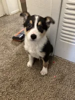 Max, a male Border Collie and German Shepherd Dog for sale in Belleville, MI – Photo 2 of 3