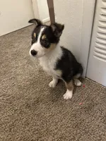 Max, a male Border Collie and German Shepherd Dog for sale in Belleville, MI – Photo 3 of 3