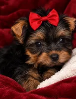 Roxanne , a female Yorkshire Terrier for sale in Jacksonville Beach, FL – 1 of 2