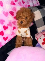 Tucker , a male Poodle - Toy  for sale in Florence, KY – 4 of 6