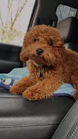 Tucker , a male Poodle - Toy  for sale in Florence, KY – 3 of 6