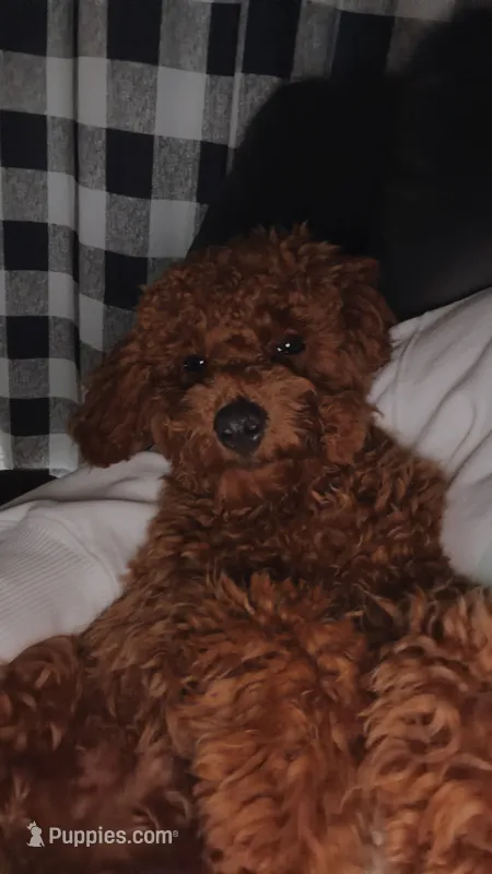 Tucker  – Poodle - Toy  puppy for sale in Florence, KY