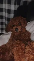 Tucker , a male Poodle - Toy  for sale in Florence, KY – 1 of 6