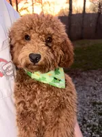 Tucker , a male Poodle - Toy  for sale in Florence, KY – 6 of 6