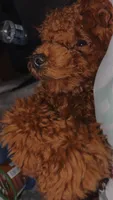 Tucker , a male Poodle - Toy  for sale in Florence, KY – 5 of 6