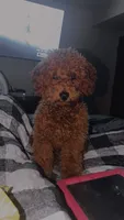 Tucker , a male Poodle - Toy  for sale in Florence, KY – 2 of 6