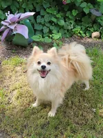 Tiny Dolly , a female Pomeranian for sale in Loyal, WI – 9 of 10