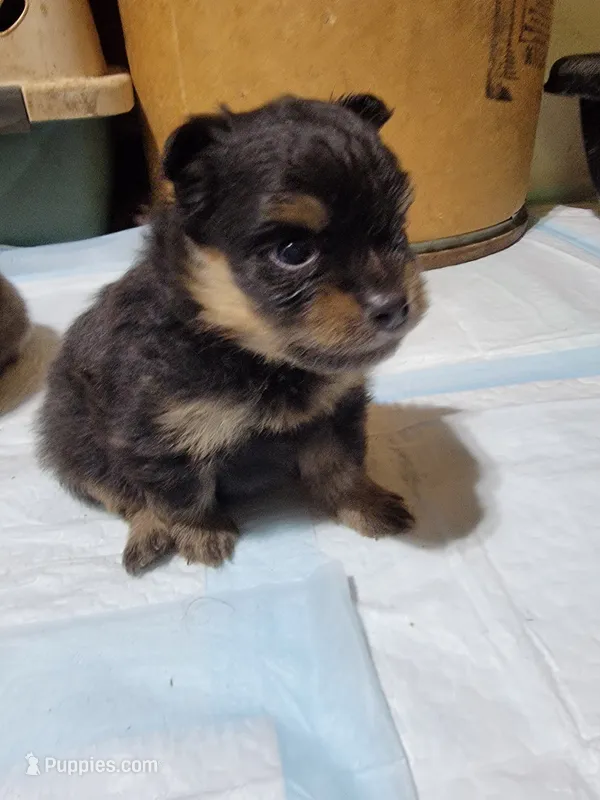 Boy 2 – Pomeranian puppy for sale in Loyal, WI