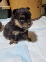 Boy 2, a male Pomeranian for sale in Loyal, WI – 1 of 7
