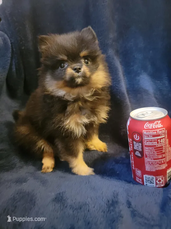 Girl 1 – Pomeranian puppy for sale in Loyal, WI