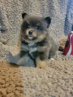 Blue , a male Pomeranian for sale in Loyal, WI – 4 of 10