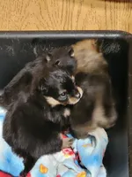 Girl 1, a female Pomeranian for sale in Loyal, WI – 2 of 7