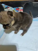 Girl 2, a female Pomeranian for sale in Loyal, WI – 2 of 8