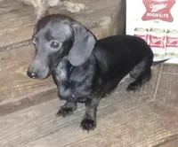 Boy #2 SOLD, a male Miniature Dachshund for sale in Loyal, WI – Photo 8 of 10