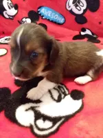 Boy #2 SOLD, a male Miniature Dachshund for sale in Loyal, WI – Photo 3 of 10