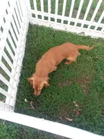 Boy #2 SOLD, a male Miniature Dachshund for sale in Loyal, WI – Photo 10 of 10