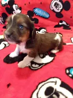 Boy #2 SOLD, a male Miniature Dachshund for sale in Loyal, WI – Photo 2 of 10