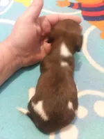 Boy #2 SOLD, a male Miniature Dachshund for sale in Loyal, WI – Photo 5 of 10