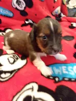 Boy #2 SOLD, a male Miniature Dachshund for sale in Loyal, WI – Photo 1 of 10