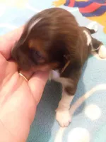 Boy #2 SOLD, a male Miniature Dachshund for sale in Loyal, WI – Photo 7 of 10