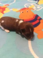 Boy #2 SOLD, a male Miniature Dachshund for sale in Loyal, WI – Photo 4 of 10