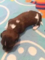 Boy #2 SOLD, a male Miniature Dachshund for sale in Loyal, WI – Photo 6 of 10