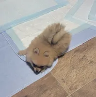 Tiny Dolly , a female Pomeranian for sale in Loyal, WI – 3 of 10