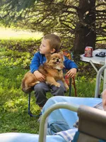 Blue , a male Pomeranian for sale in Loyal, WI – 8 of 9