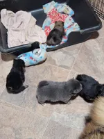 Blue , a male Pomeranian for sale in Loyal, WI – 6 of 9