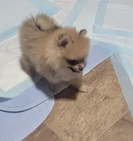 Tiny Dolly , a female Pomeranian for sale in Loyal, WI – 4 of 10