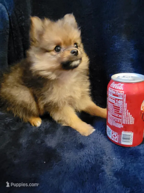 Girl 2  – Pomeranian puppy for sale in Loyal, WI