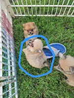 Tiny Dolly , a female Pomeranian for sale in Loyal, WI – 7 of 10