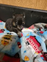 Girl 1, a female Pomeranian for sale in Loyal, WI – 1 of 7