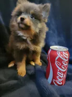 Blue , a male Pomeranian for sale in Loyal, WI – 3 of 10
