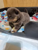 Blue , a male Pomeranian for sale in Loyal, WI – 1 of 9