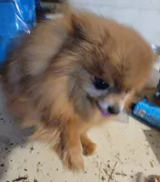 Boy 2, a male Pomeranian for sale in Loyal, WI – 6 of 7