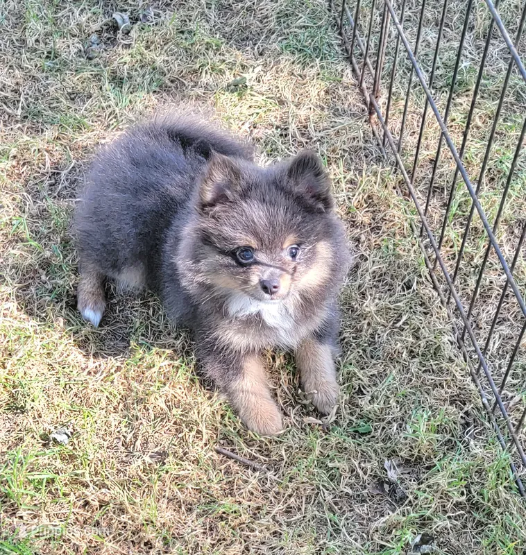 Blue  – Pomeranian puppy for sale in Loyal, WI